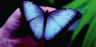 Schmetterling