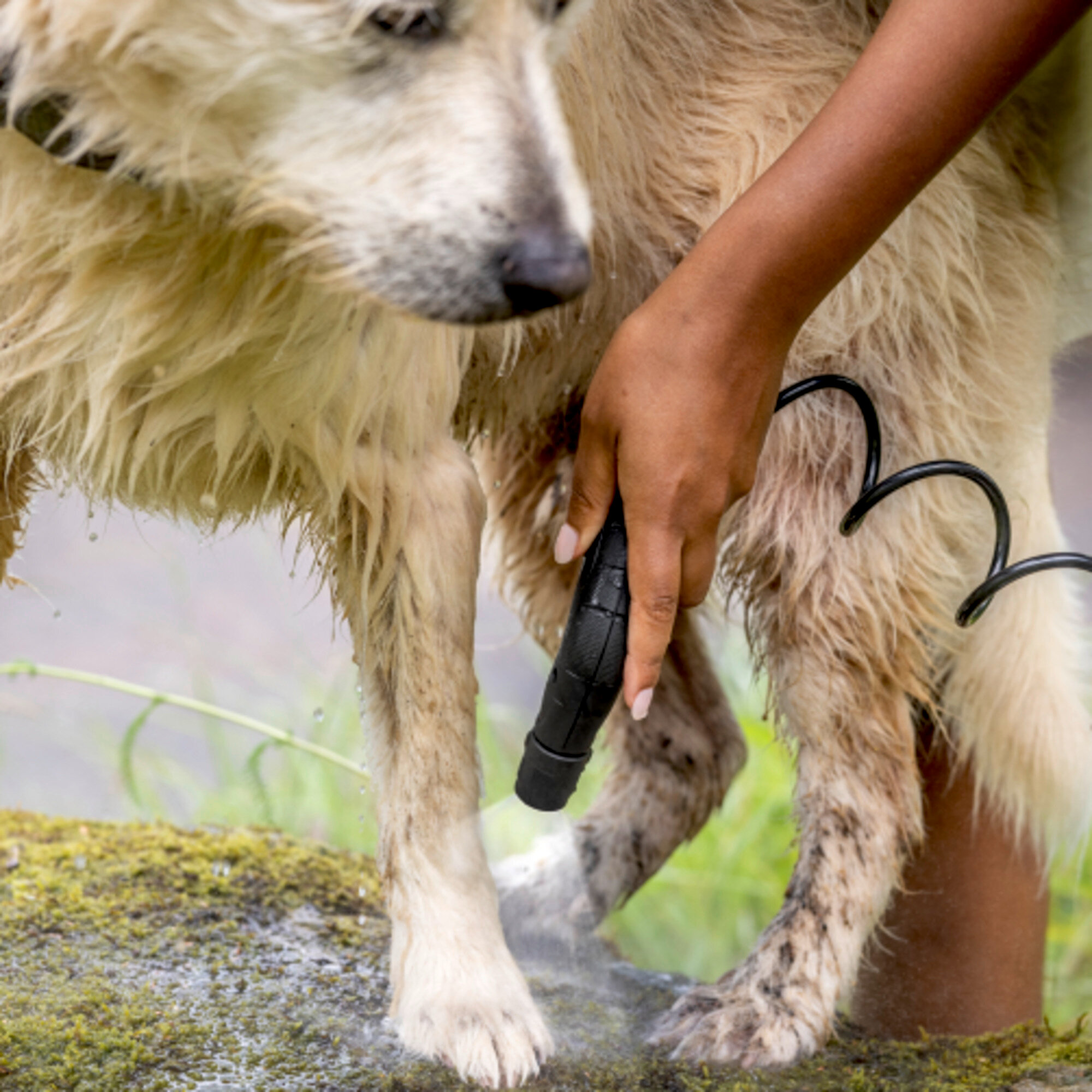 Pet: Kartiosuihkusuutin