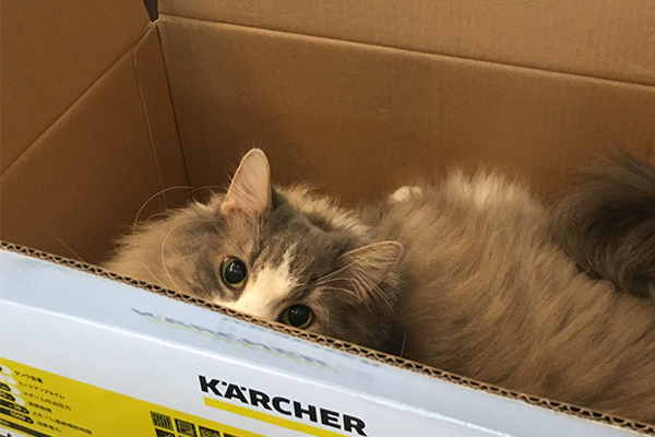 ケルヒャー公式ペットアンバサダー