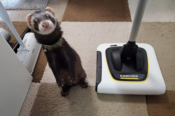 ケルヒャー公式ペットアンバサダー