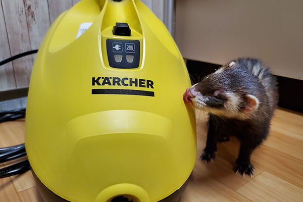 ケルヒャー公式ペットアンバサダー