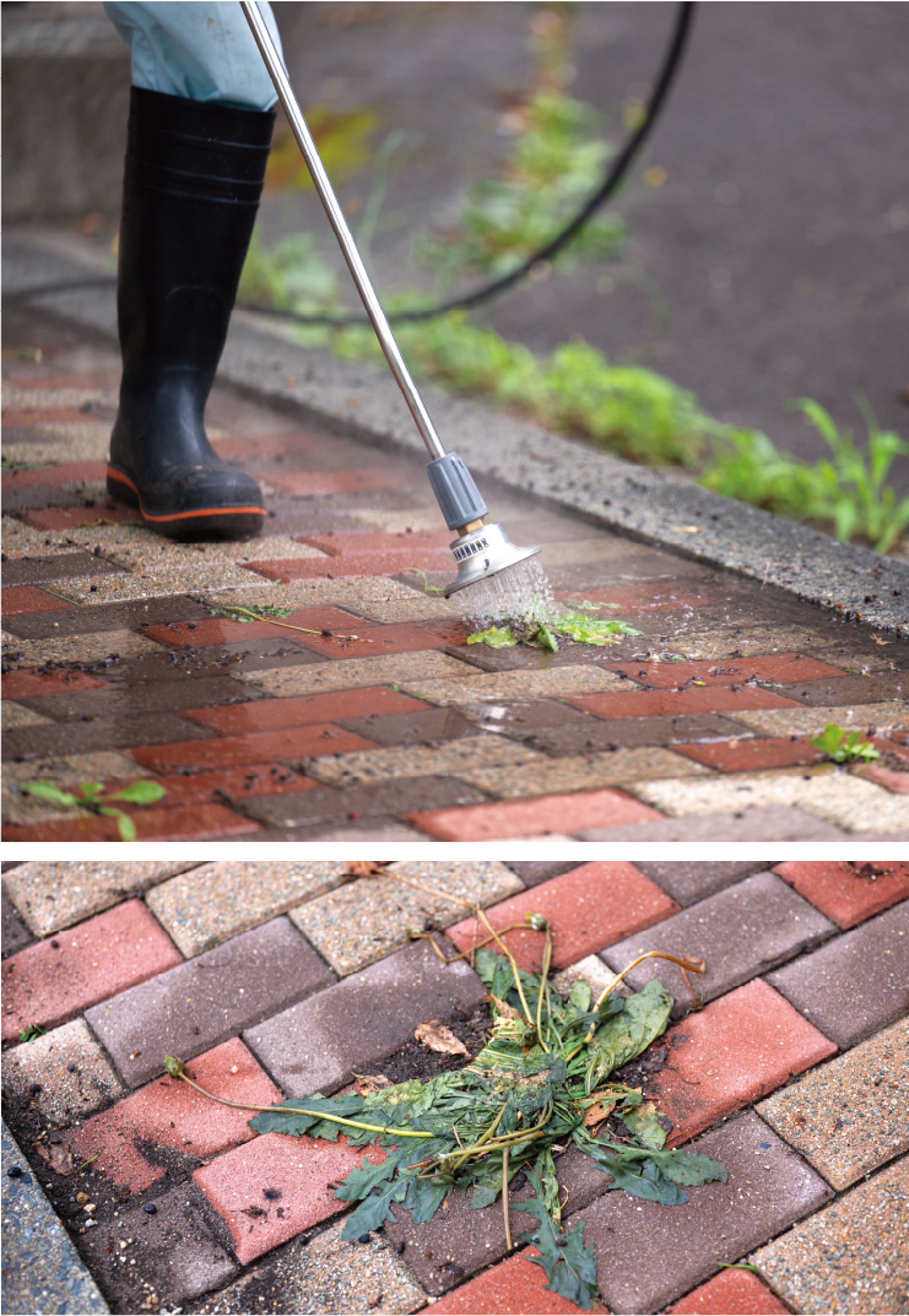 温水を5秒ほど当てると、1週間程度で草が枯死し、そのまま風雨で除去される。タンポポのような根が太く深い草でも、繁茂までの期間が延びる