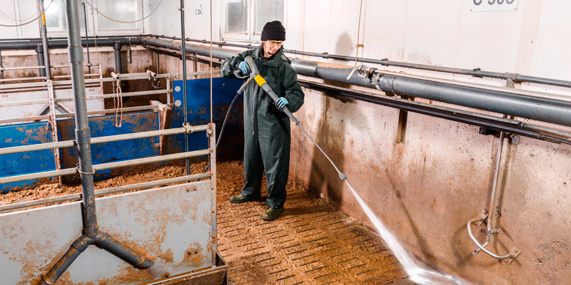 Profissional lavando confinamento de suínos