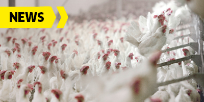 Kärcher Fachwissen für Professionals: Geflügelpest