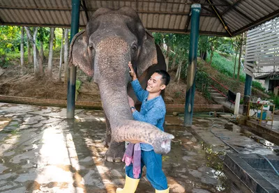 Человек играет со слоном