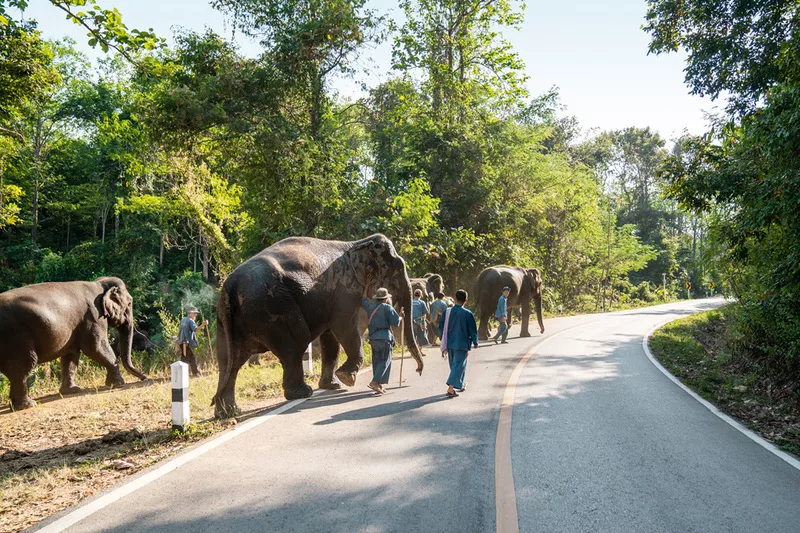 Погонщики слонов в Тайланде