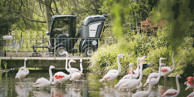 Kaercher_620x310_Flamingo Kaercher_620x310_Flamingo