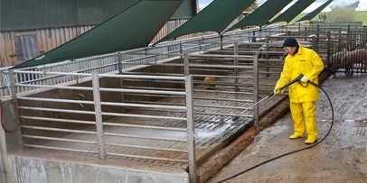 Pig Farming Pig Farming