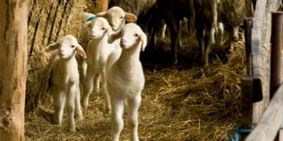 Sheep Farming Sheep Farming