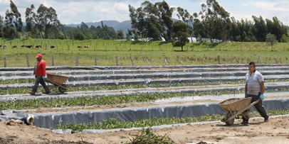 Distribution of water hyacinths