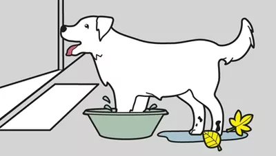 dog footbath