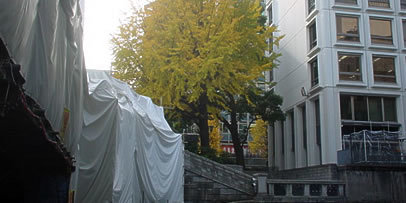 img_nihonbashi_repo1207-01_406x203 美しく色づいてきたイチョウ
