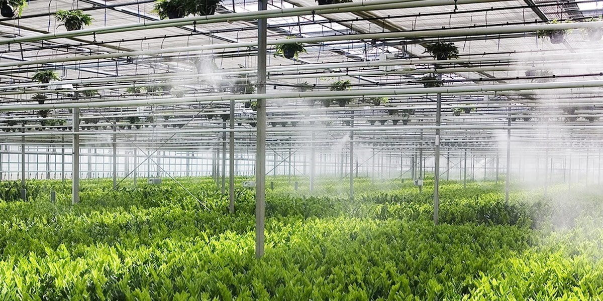 Hệ thống tưới phun sương Hệ thống tưới phun sương