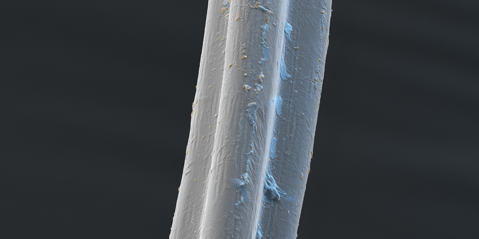 Saubere Teppichfaser Das Bild zeigt eine Mikroskopaufnahme einer sauberen Teppichfaser