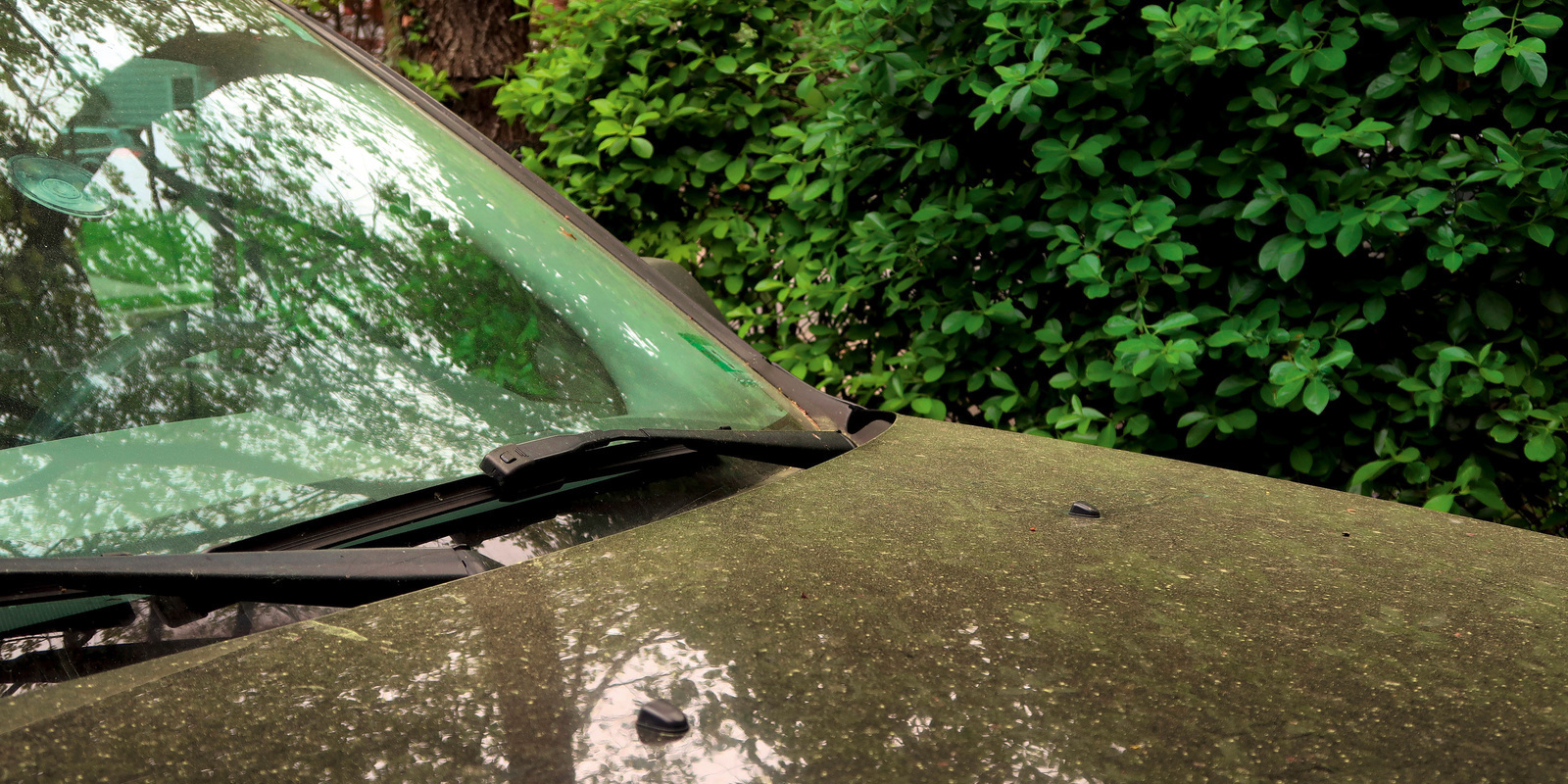 Tree sap on car paint