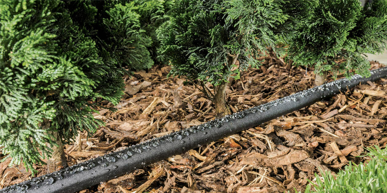 Podlewanie tui: jak prawidłowo podlewać tuje, jak często?