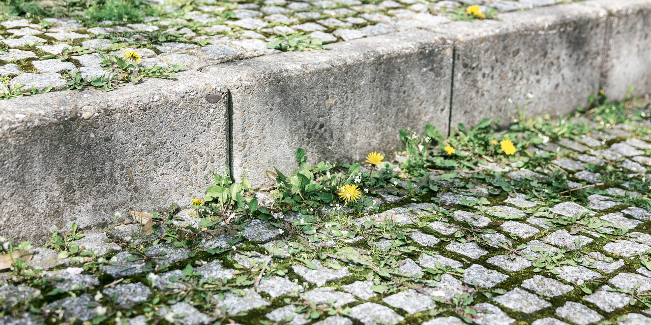 Jak se zbavit plevele