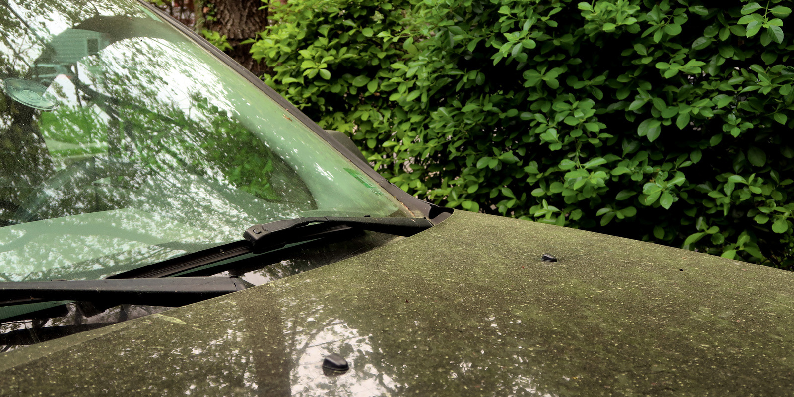 Résine d’arbre sur la carrosserie Résine d’arbre sur la carrosserie