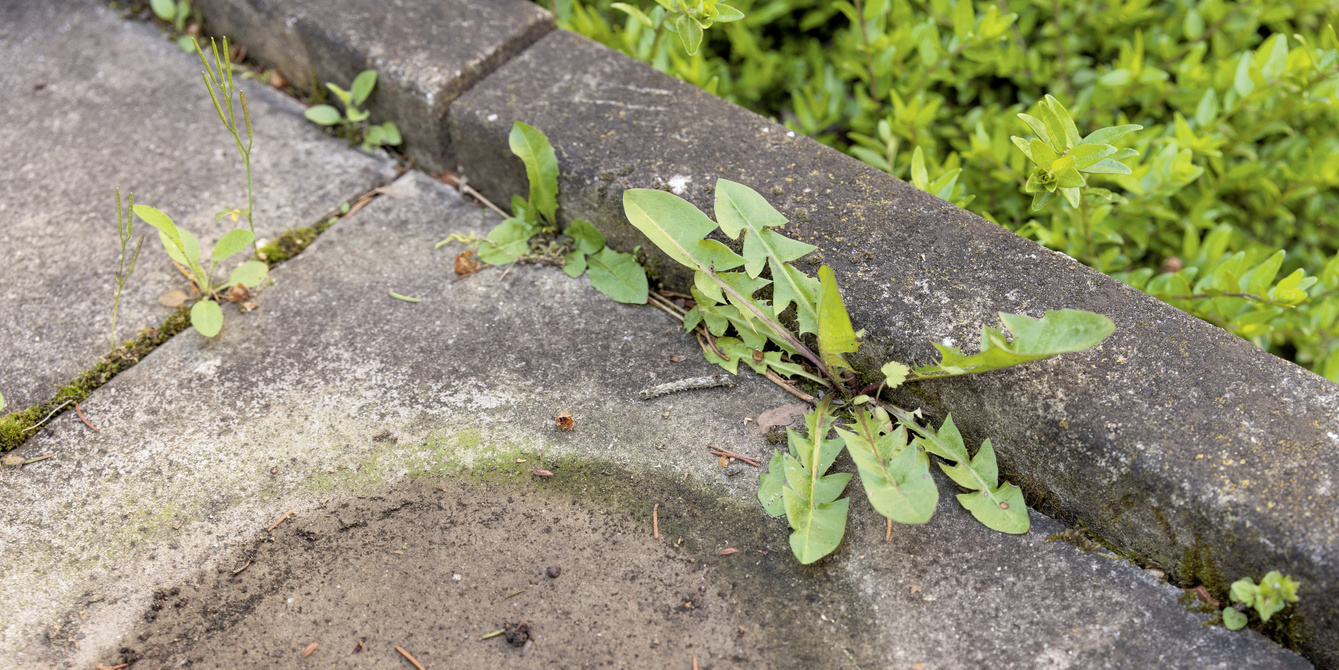 Mauvaises herbes dans un joint Mauvaises herbes dans un joint