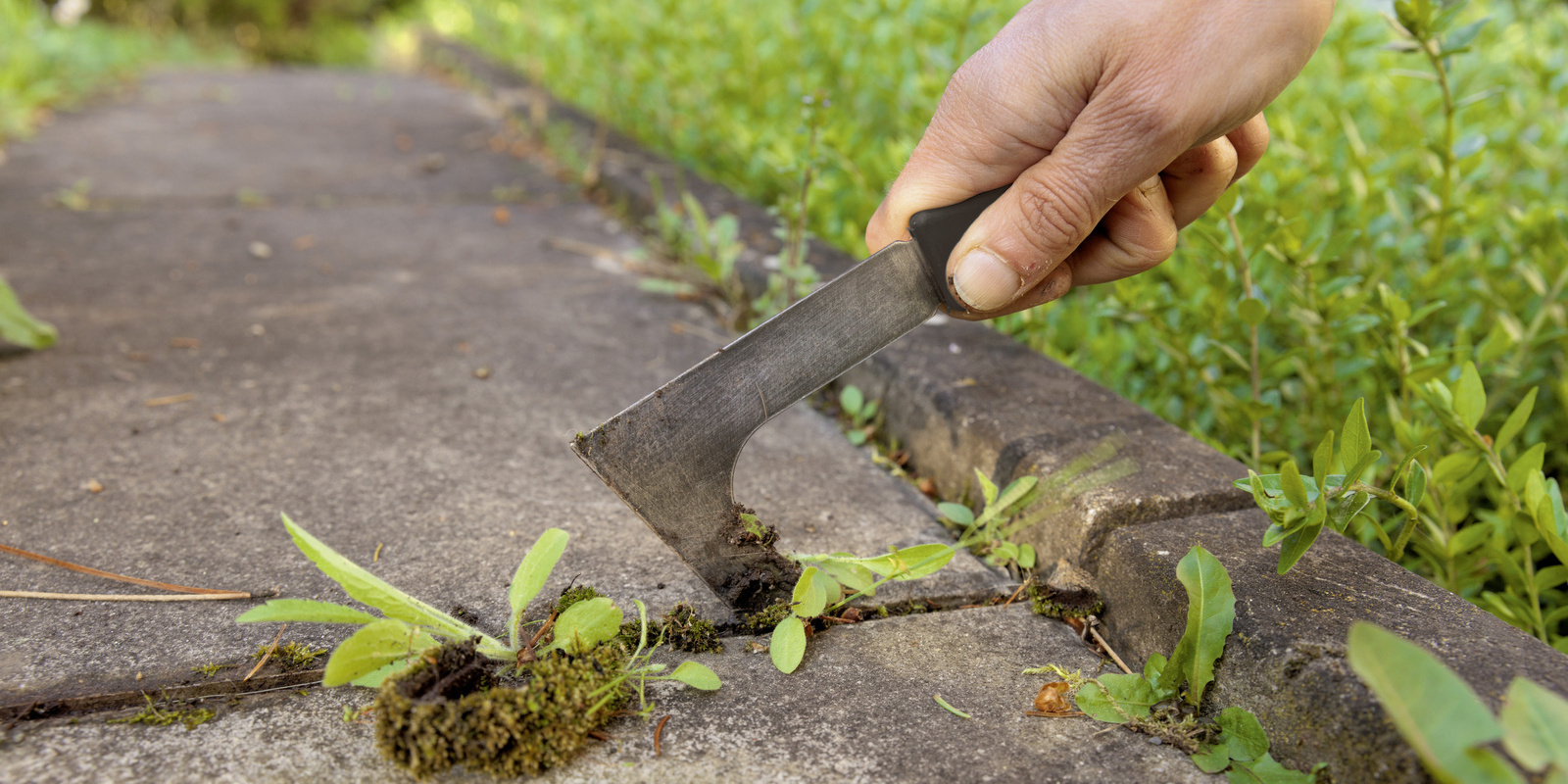 Enlever les mauvaises herbes avec un grattoir Les mauvaises herbes sont enlevées à l’aide d’un grattoir