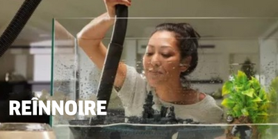 Reînnoire Reînnoire