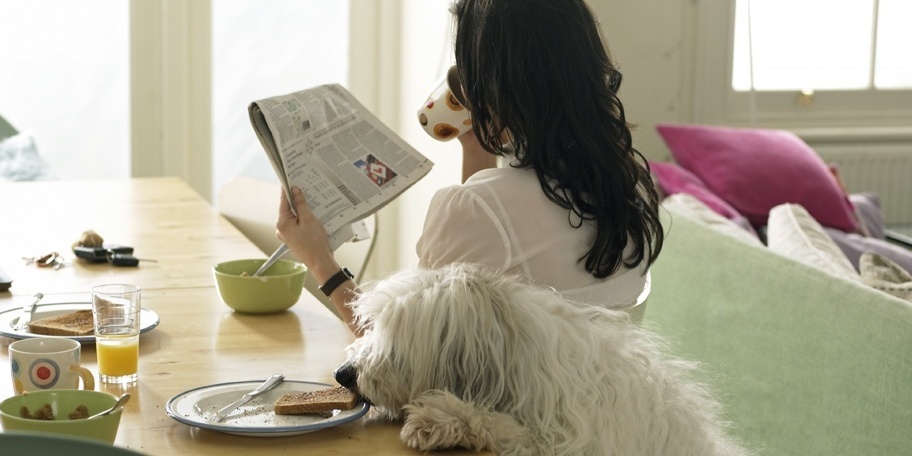Conseils pour avoir une maison propre, même avec des animaux domestiques Conseils pour avoir une maison propre, même avec des animaux domestiques