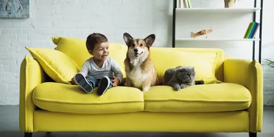 Los 7 mejores aspiradores pelos perro sofa 
