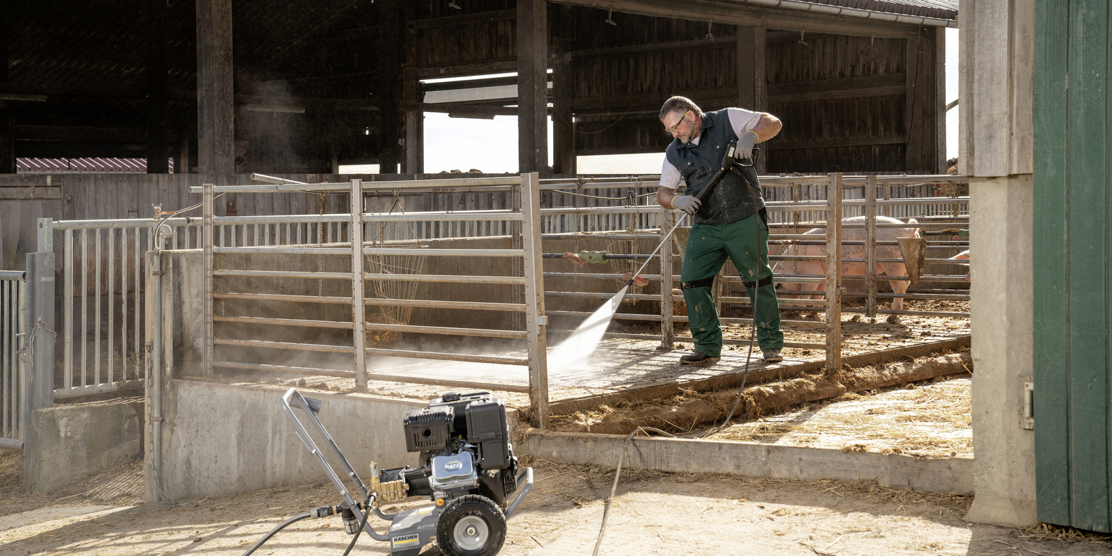Afrikanische Schweinepest durch Reinigung vorbeugen