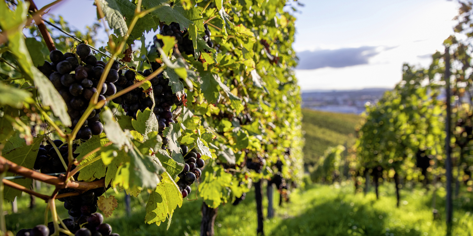 Wein- und Obstbau Wein- und Obstbau