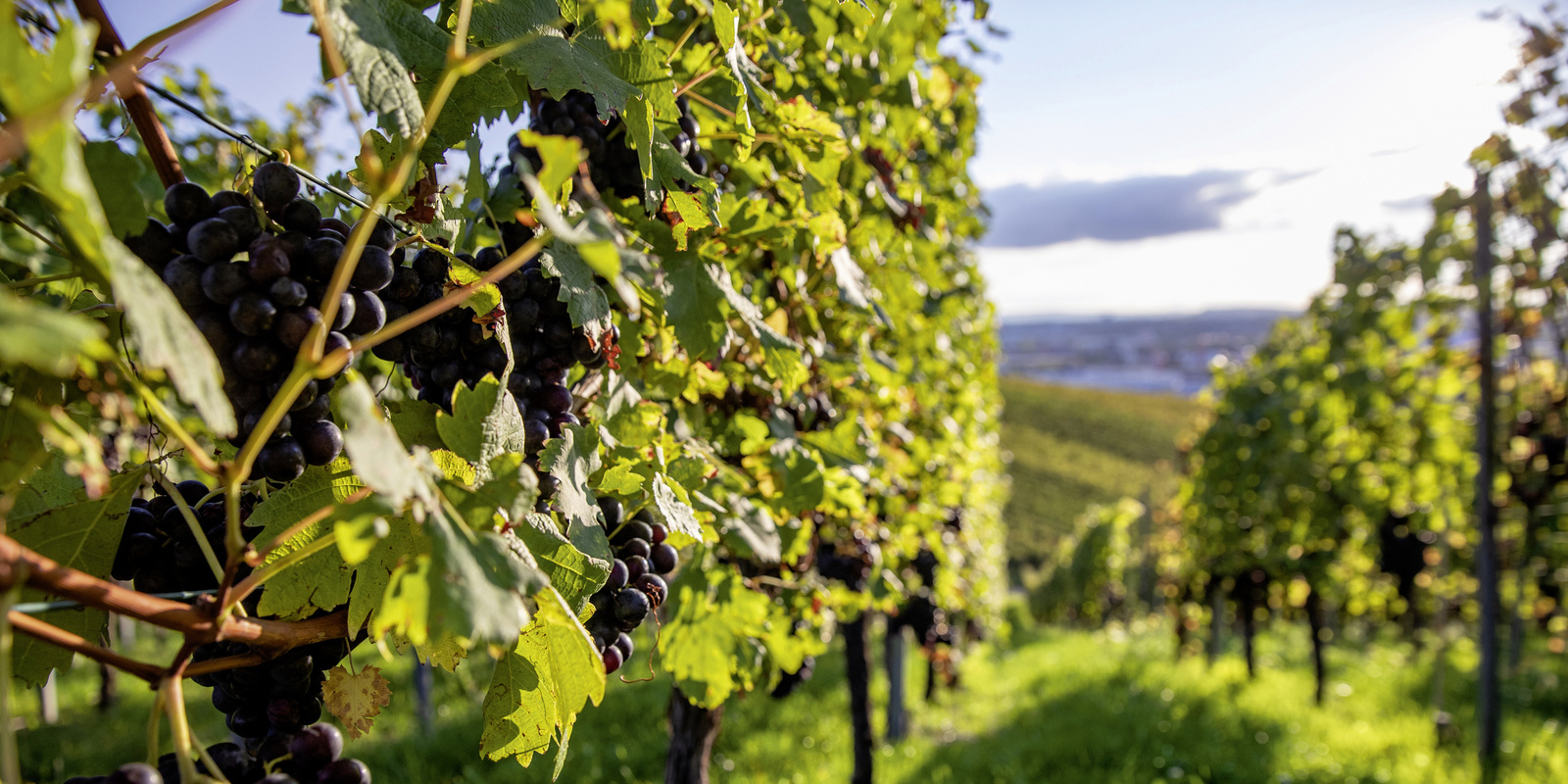 Viticulture et arboriculture Viticulture et arboriculture