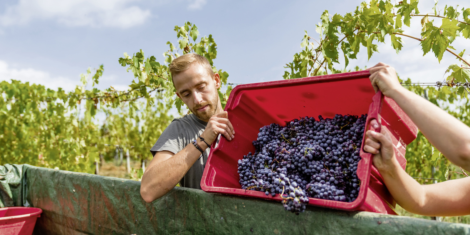 Wein- und Obstbau Wein- und Obstbau