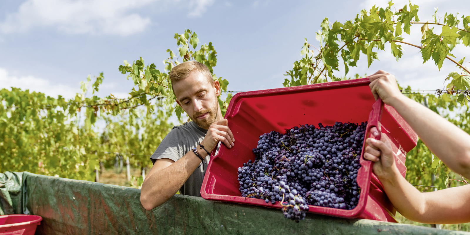 Viticulture et arboriculture Viticulture et arboriculture