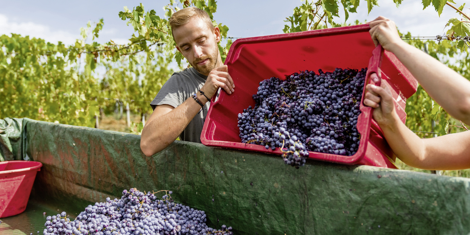 Viticulture et arboriculture