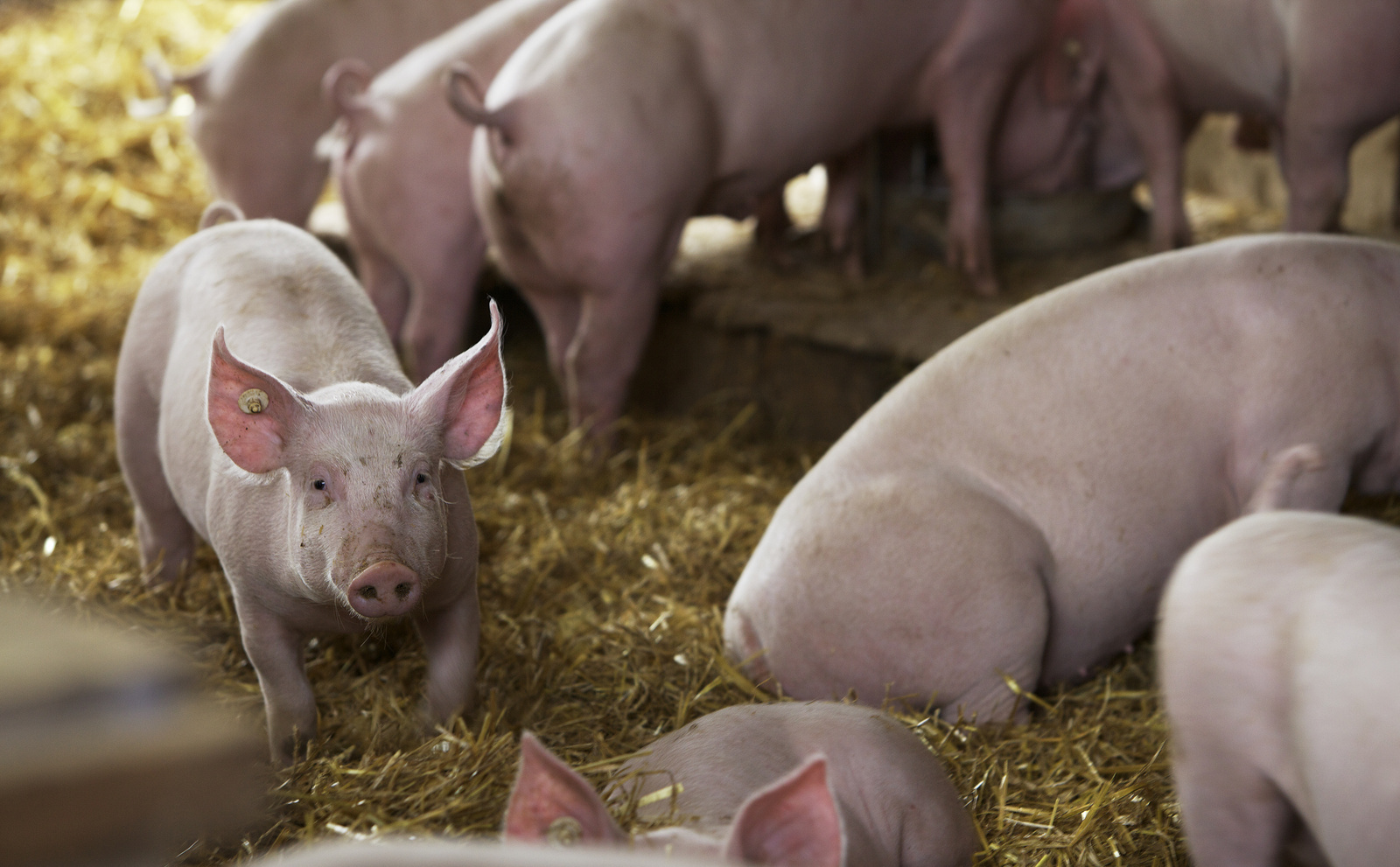 アフリカ豚熱（豚コレラ）には清掃による予防