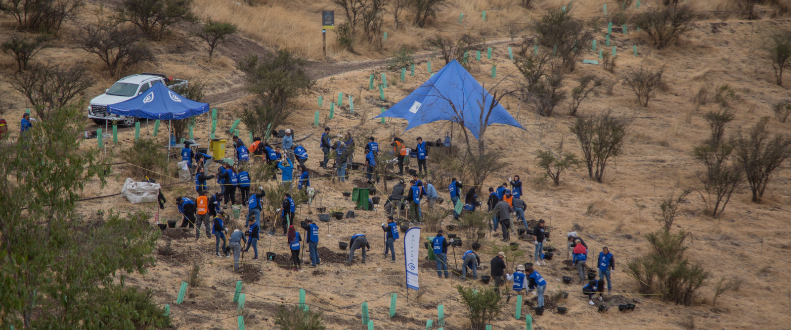 Die Wiederaufforstungsinitiative der Stiftung Cultiva Die Wiederaufforstungsinitiative der Stiftung Cultiva