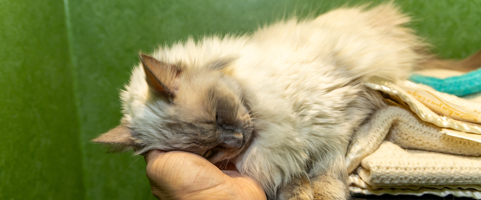 Die vierbeinigen Bewohner des Tierheims Die vierbeinigen Bewohner des Tierheims