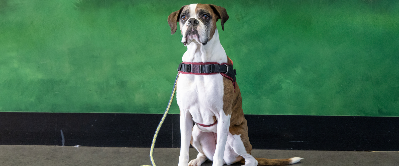 Auch Hunde werden dort aufgenommen und weitervermittelt Auch Hunde werden dort aufgenommen und weitervermittelt