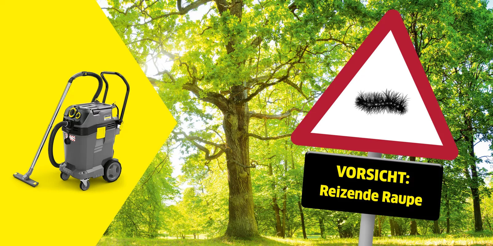 Oak processionary moths