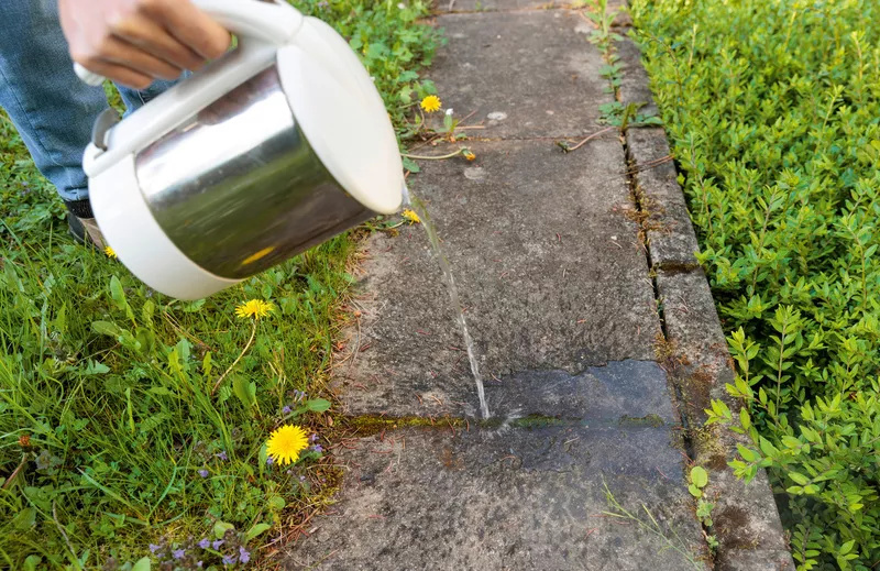 Các mẹo vặt tự nhiên có thể loại bỏ cỏ dại hoàn toàn Các mẹo vặt tự nhiên có thể loại bỏ cỏ dại hoàn toàn