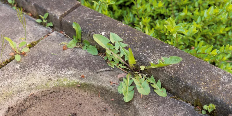Làm thế nào để trị cỏ dại hiệu quả Làm thế nào để trị cỏ dại hiệu quả