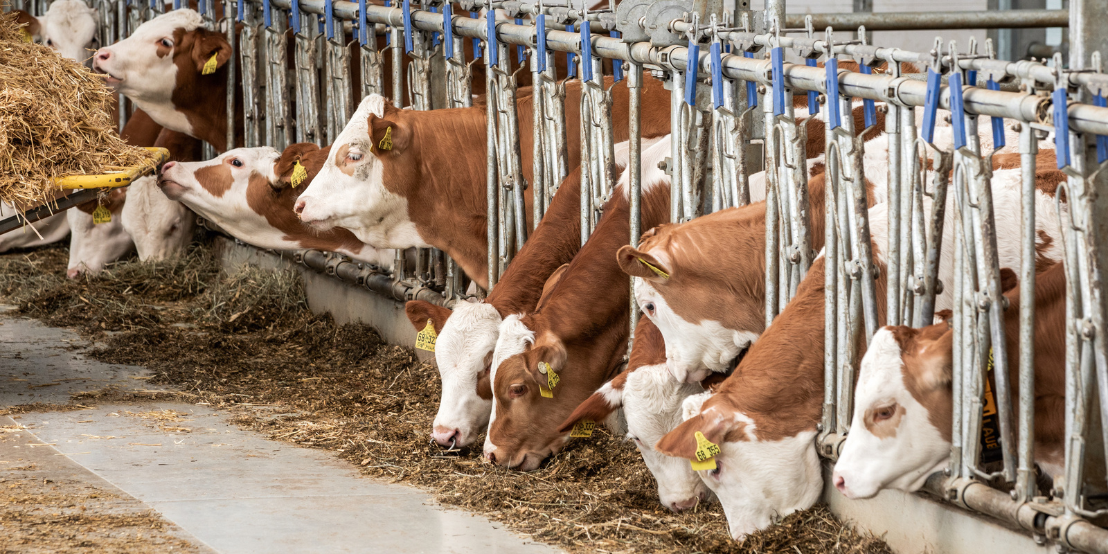 Prevence kulhavky a slintavky článek