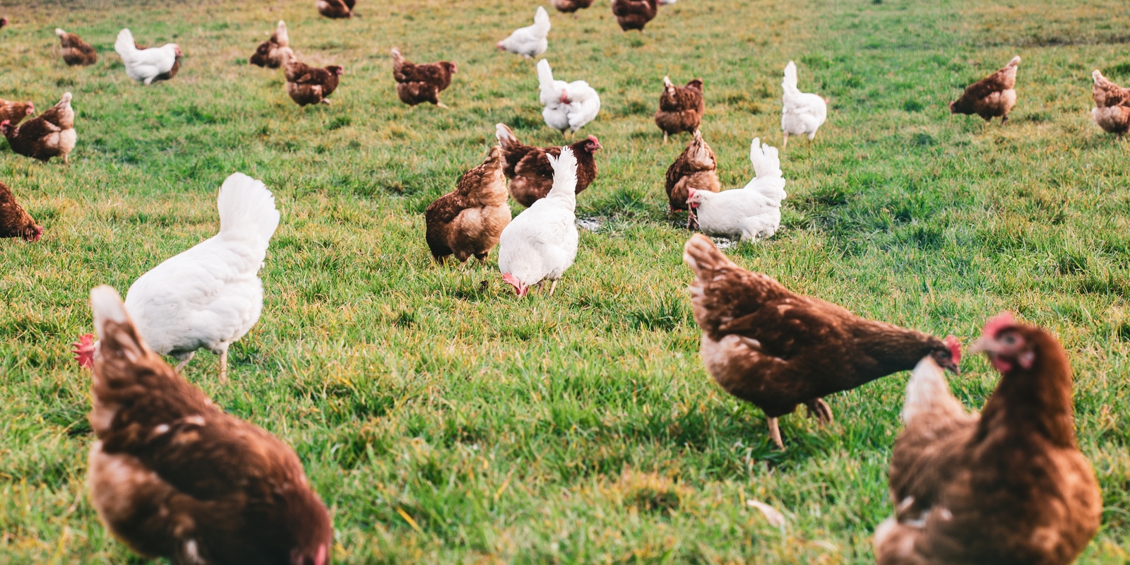 Kärcher: Prevence ptačí chřipky