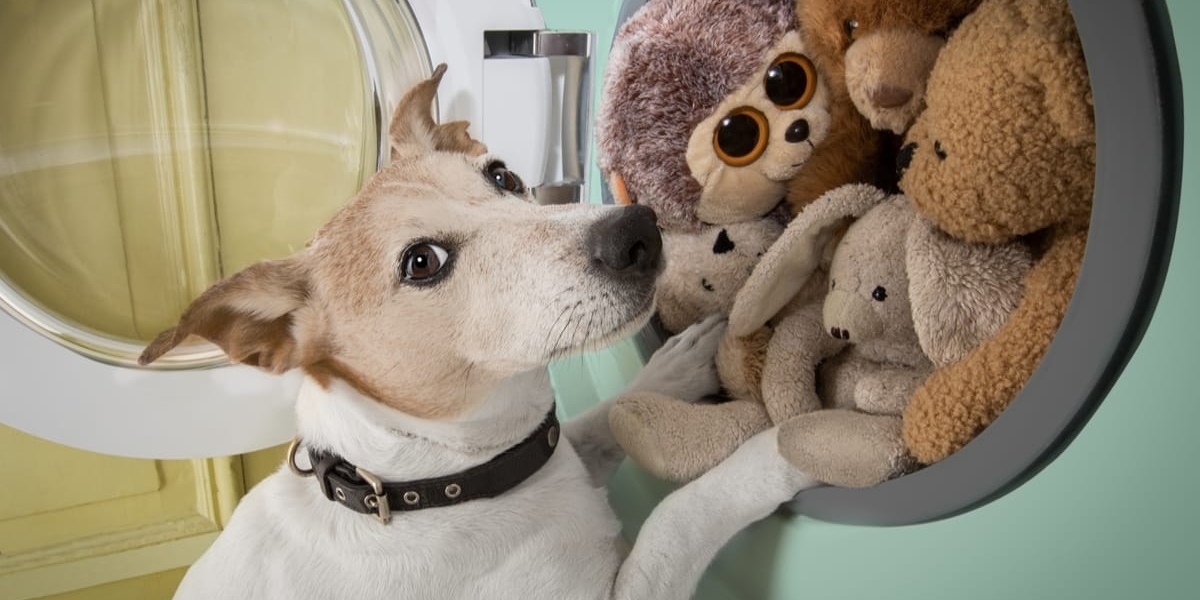 cách khử mùi hôi của chó trong nhà