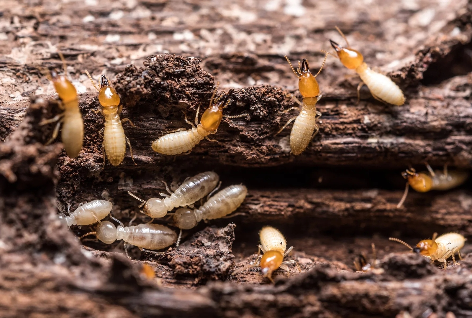 diệt mối tận gốc