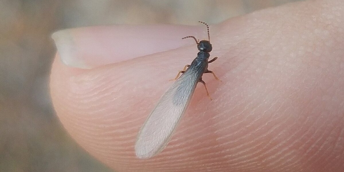 diệt mối tận gốc