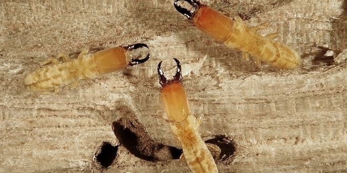 diệt mối tận gốc