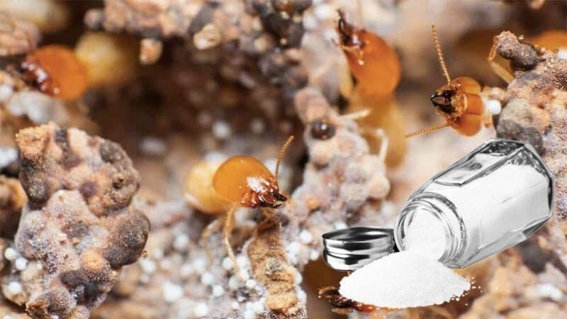 diệt mối tận gốc