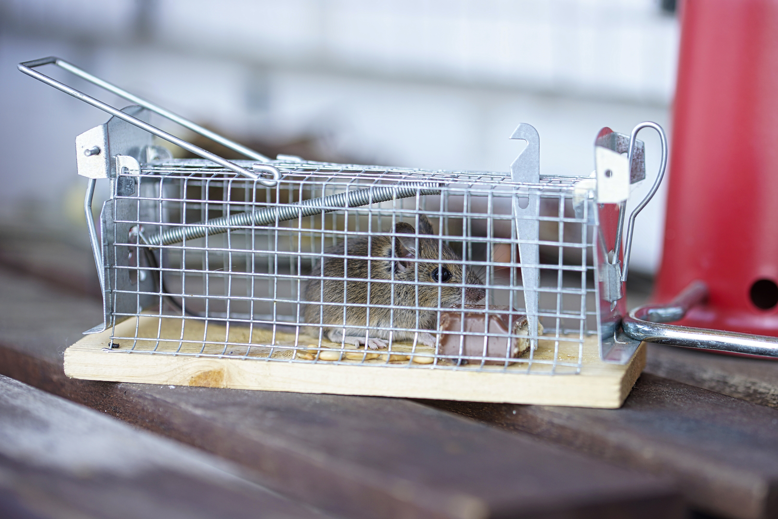 cách đuổi chuột