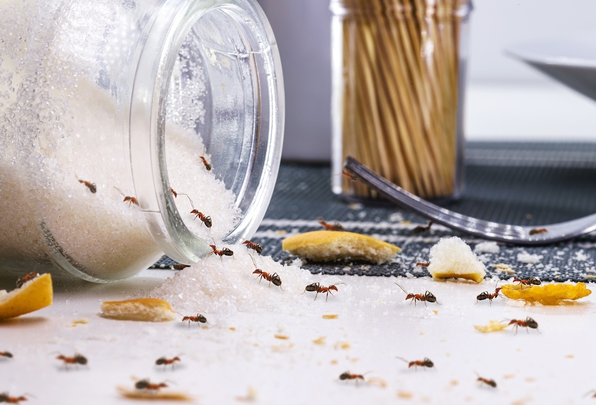 cách đuổi kiến ra khỏi nhà