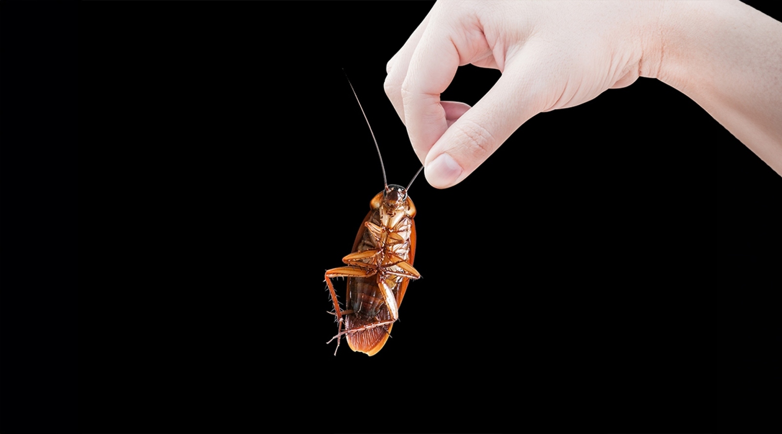 cách diệt gián tận gốc